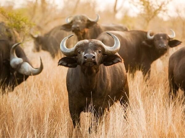 ULTIMATE BUSH & BEACH SAFARI