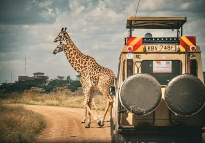 Discover Kenya’s Wild Heart with Wecam Safaris: Unforgettable Wildlife Adventures Await