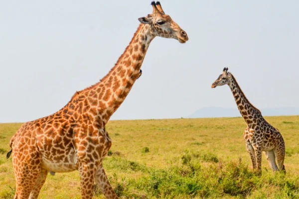 13-DAY MAGICAL KENYAN SAFARI