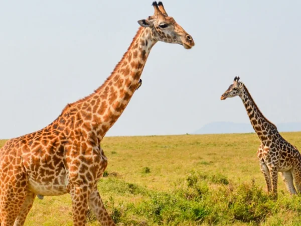 13-DAY MAGICAL KENYAN SAFARI